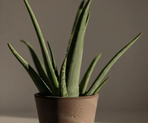 Villa Stone Naxos Naxos City